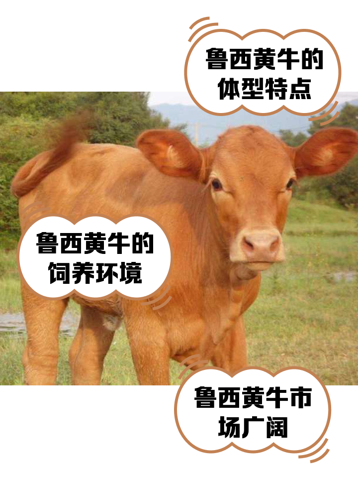 黔西南最新医保取现黄牛方法分析(最方便真实的黔西南医保取现黄牛怎么取方法)